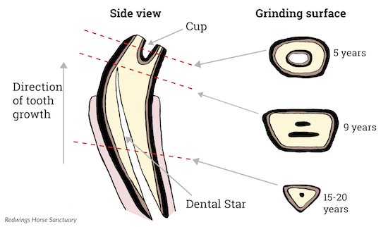 Tooth diagram (550px * 322px)